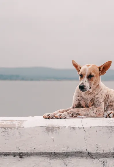 Dog laying on a wall at the beach. 